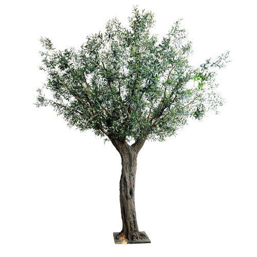 Olive Tree